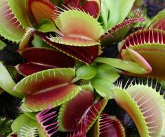 ТОП-35 Самых необычных и удивительных растений мира (Фото & Видео) +Отзывы